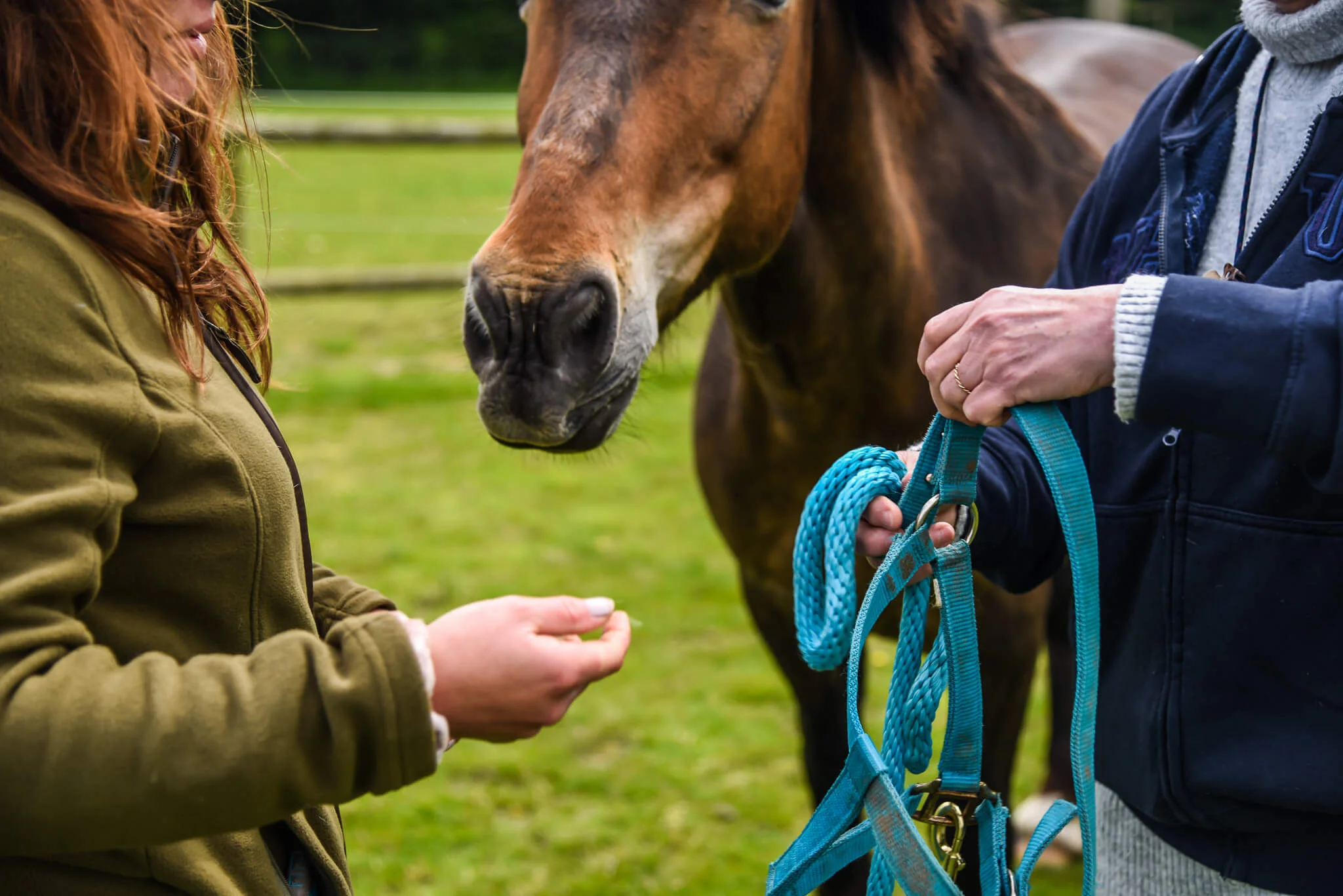 Equine Assisted Psychotherapy (EAP)